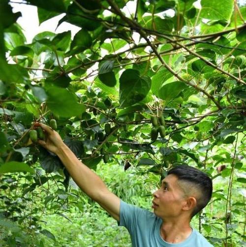 中国又一种果树走红好吃有营养产量大价值高市场前景好