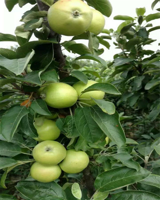 销售:秦脆苹果苗零售价、果树苗基地