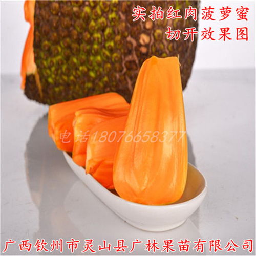 玉林泰国红肉菠萝蜜果树苗批发价格